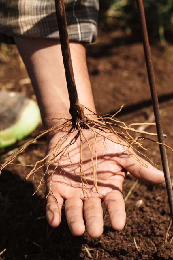 Sustentabilidad en el viñedo