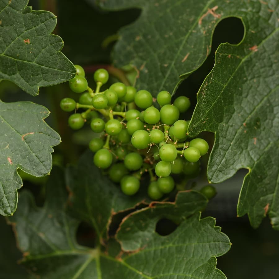 Uvas de Vinícola el Consuelo